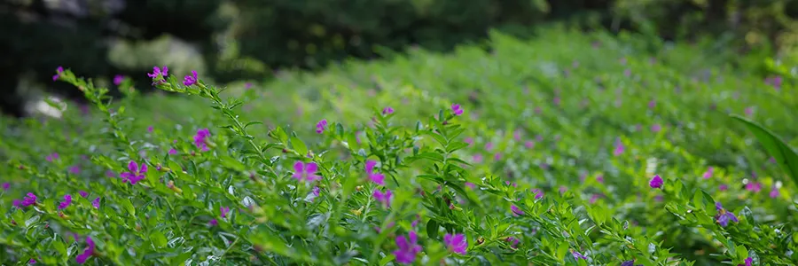 浮沉网中几十年，墨痕织就星河卷。调弦暗理焦尾柱，落子明破纹枰劫。<p>笑看残局生鹤发，冷观焦痕沸松雪。键盘犹带烽烟色，初心仍似初拨线。