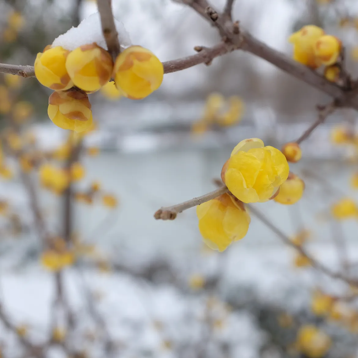 🎵 音乐外链播放器生成工具 · 使用教程