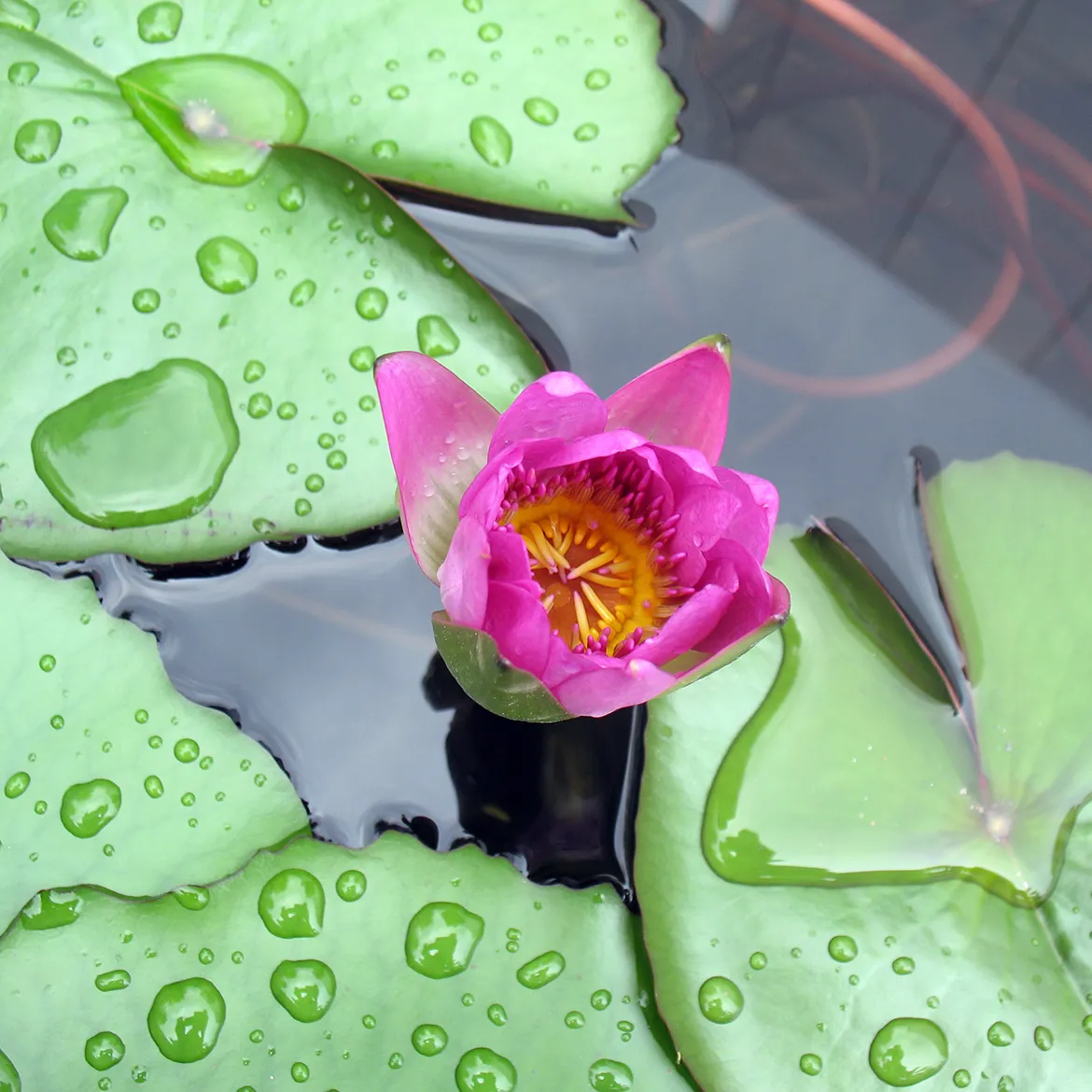 紫金光耀大仙修真演义