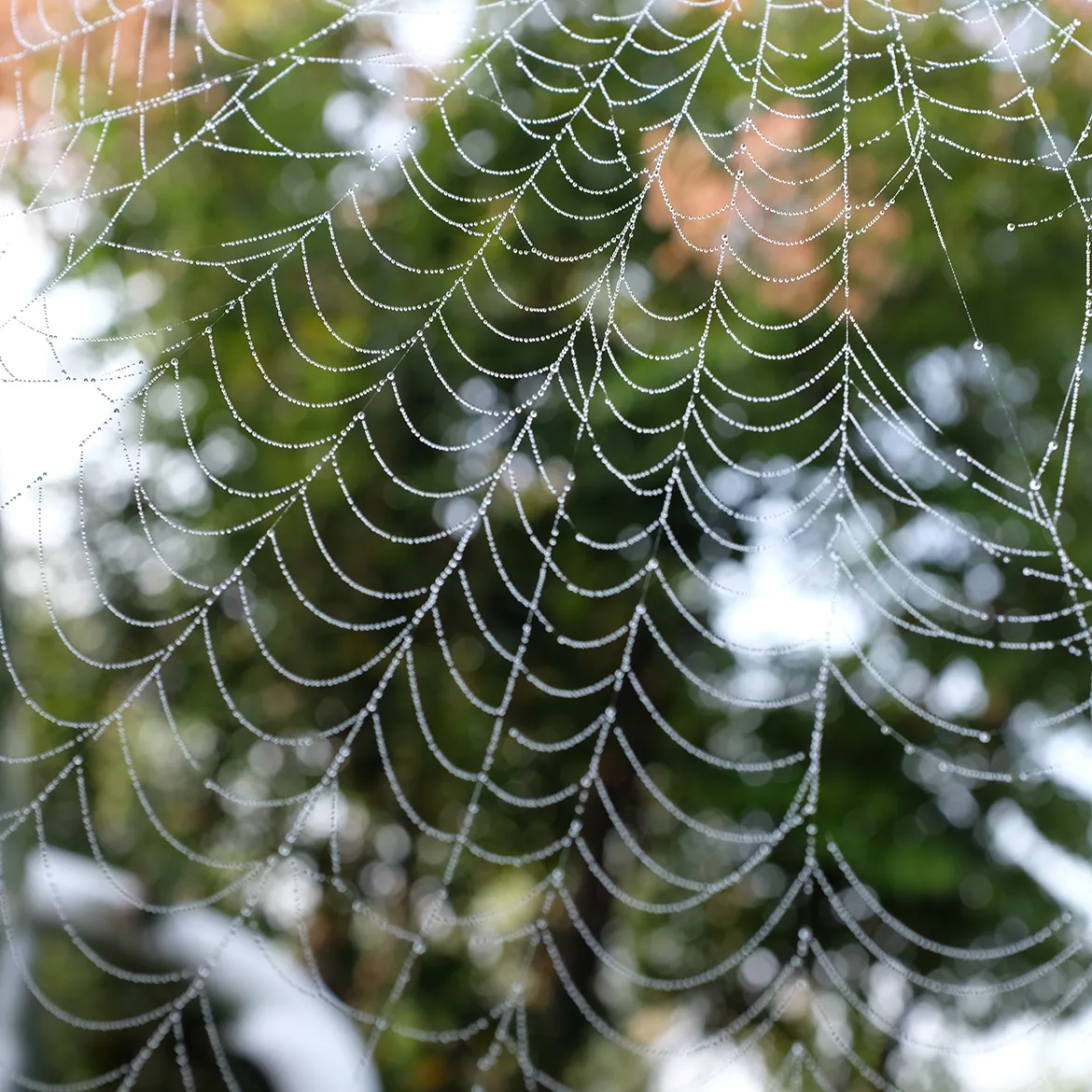 巫娜《荷香淡淡》——禅意古琴专辑