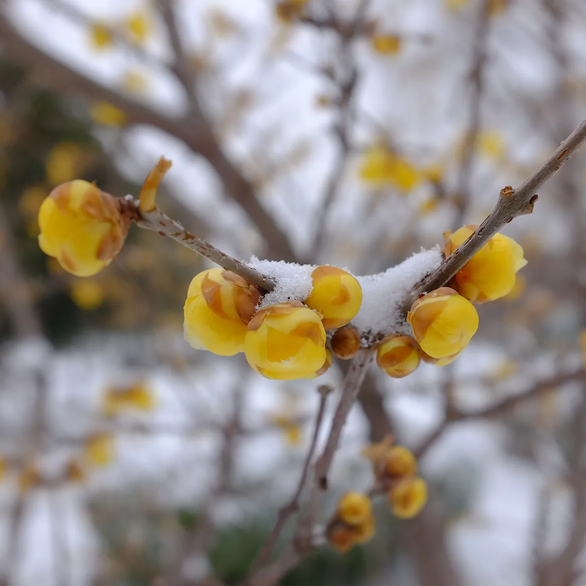 巫娜：养琴三十年，终得琴养人