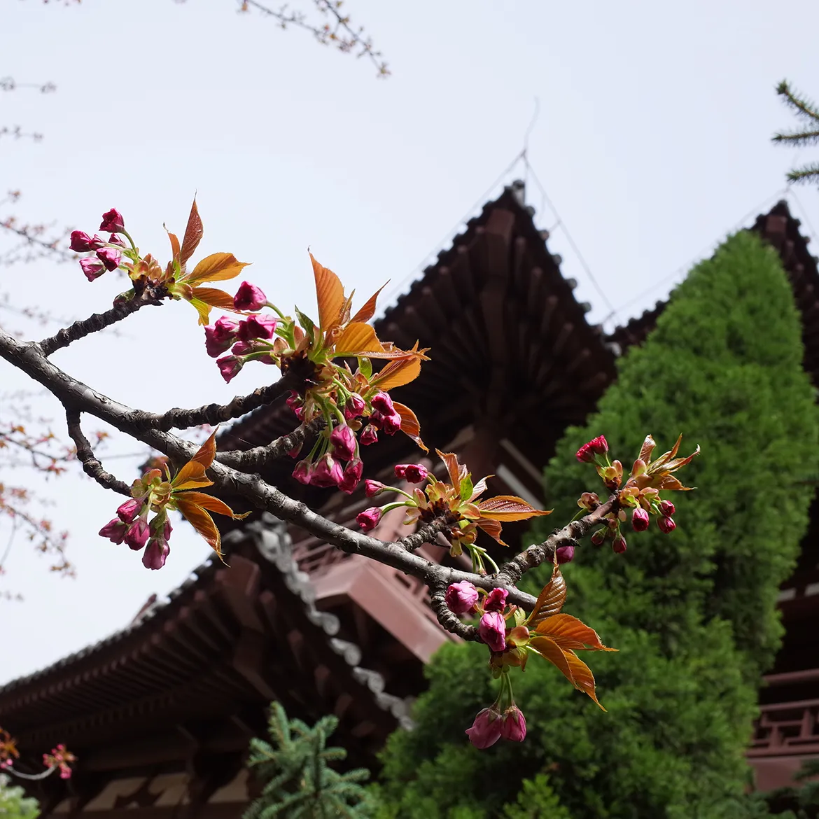 中國古代房中術藥方輯錄