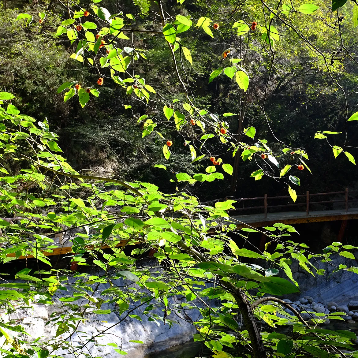 主题留言或评论父评论删除后出现错误信息