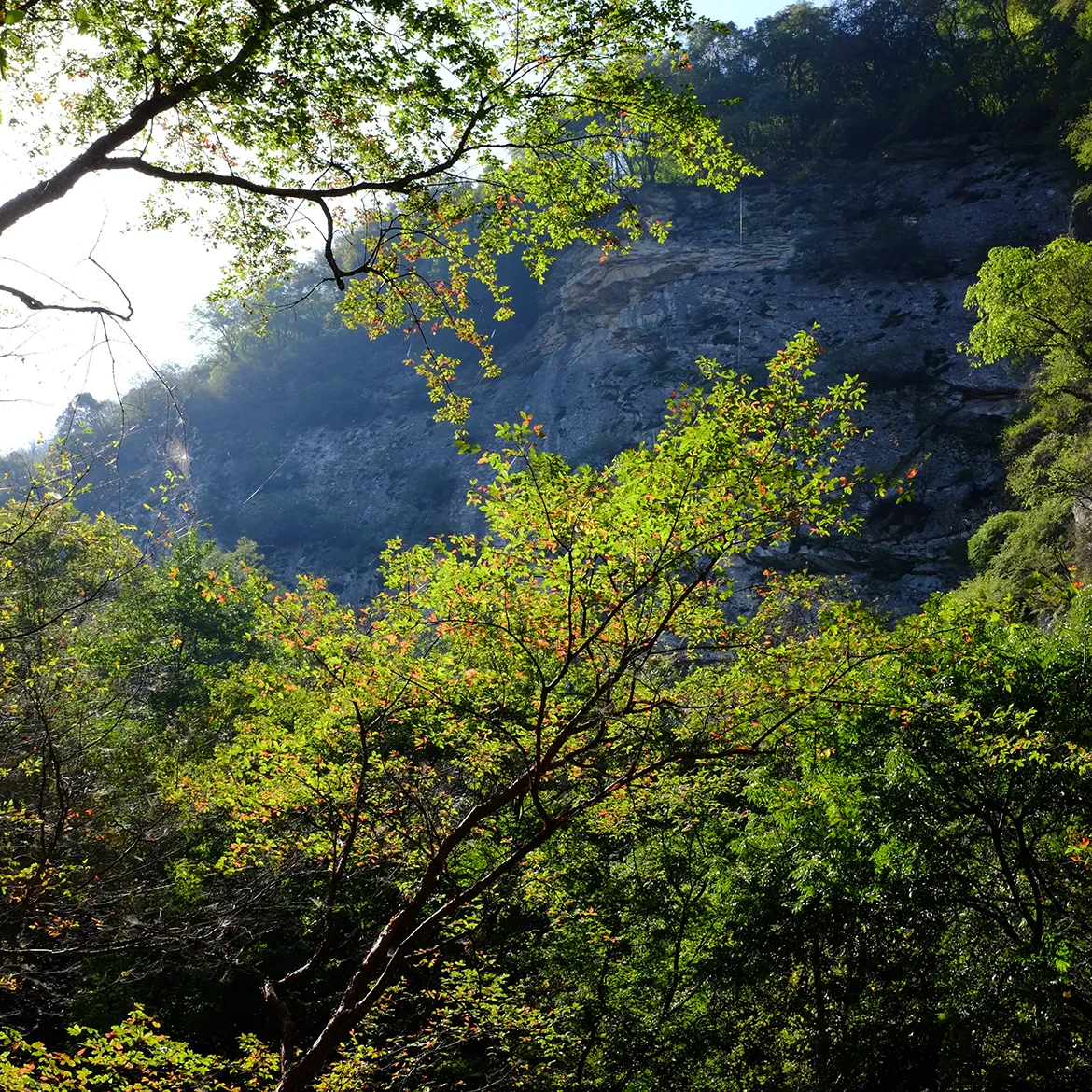 巫娜《空谷秋林》——禅意古琴专辑