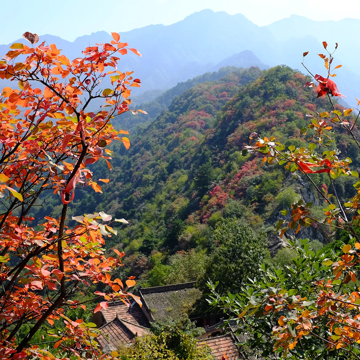 巫娜《空谷秋林》——禅意古琴专辑