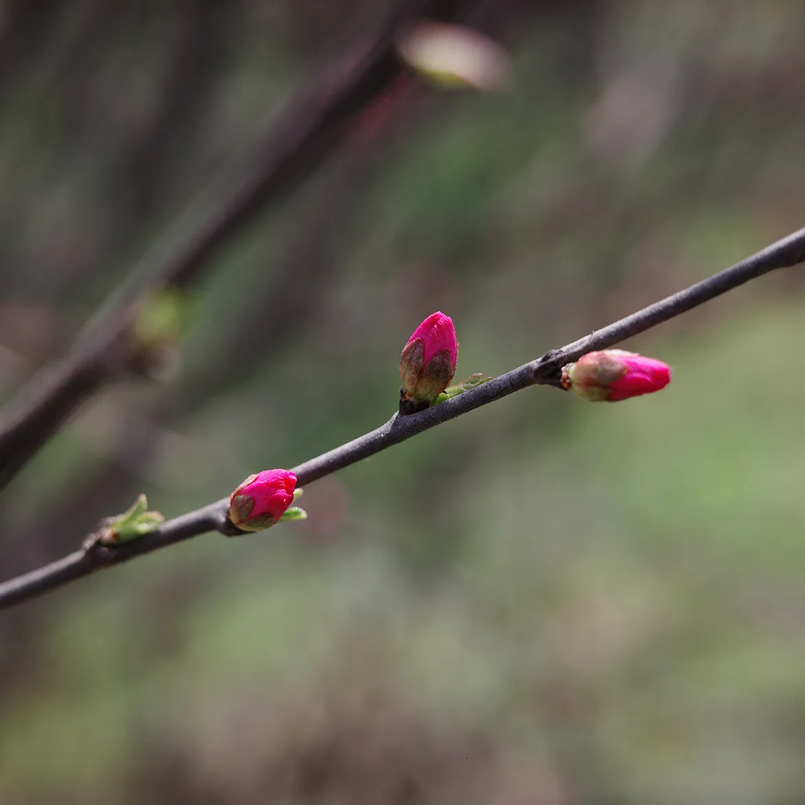 Typecho常用主题插件集合