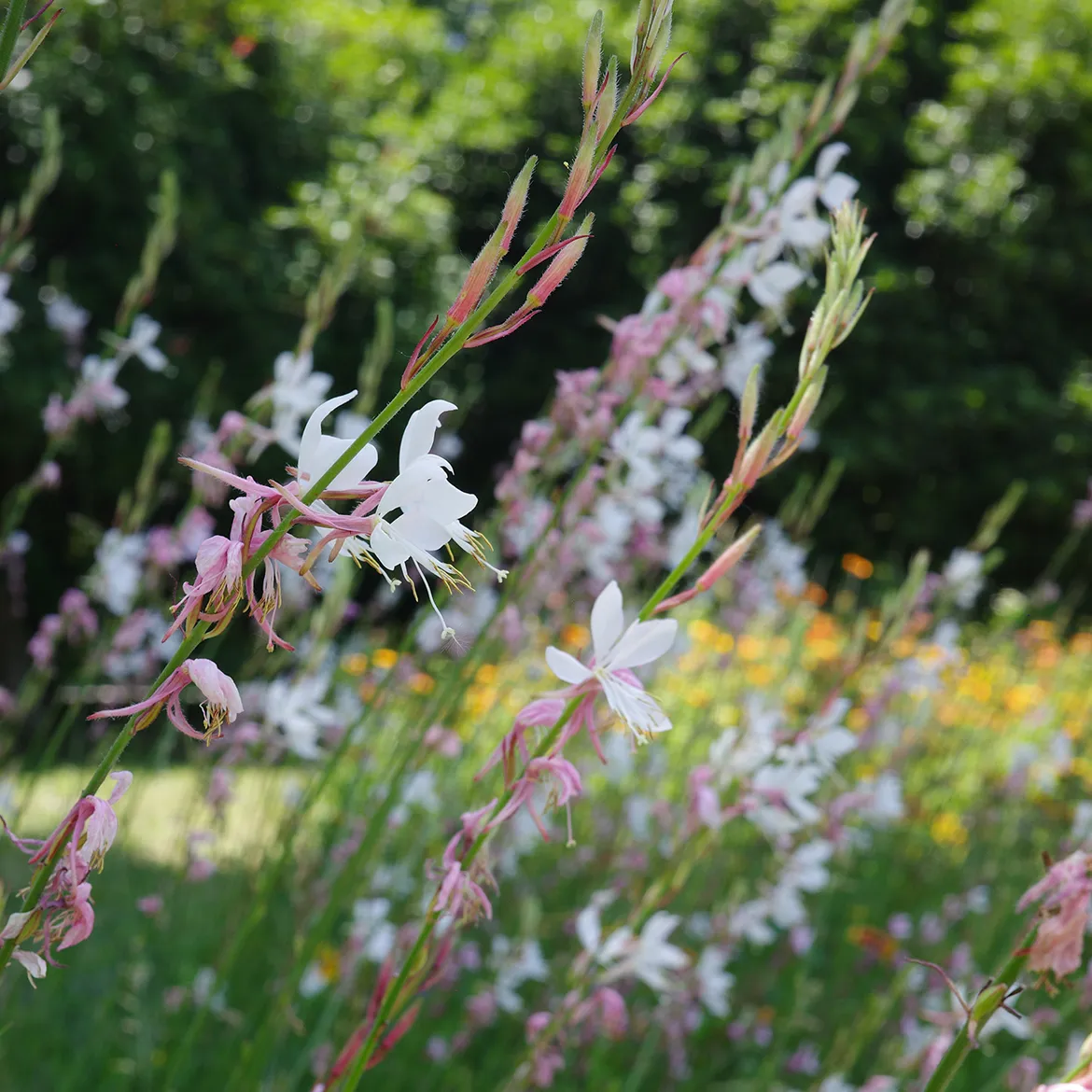 风潮唱片 - 台湾著名唱片公司及经典专辑目录