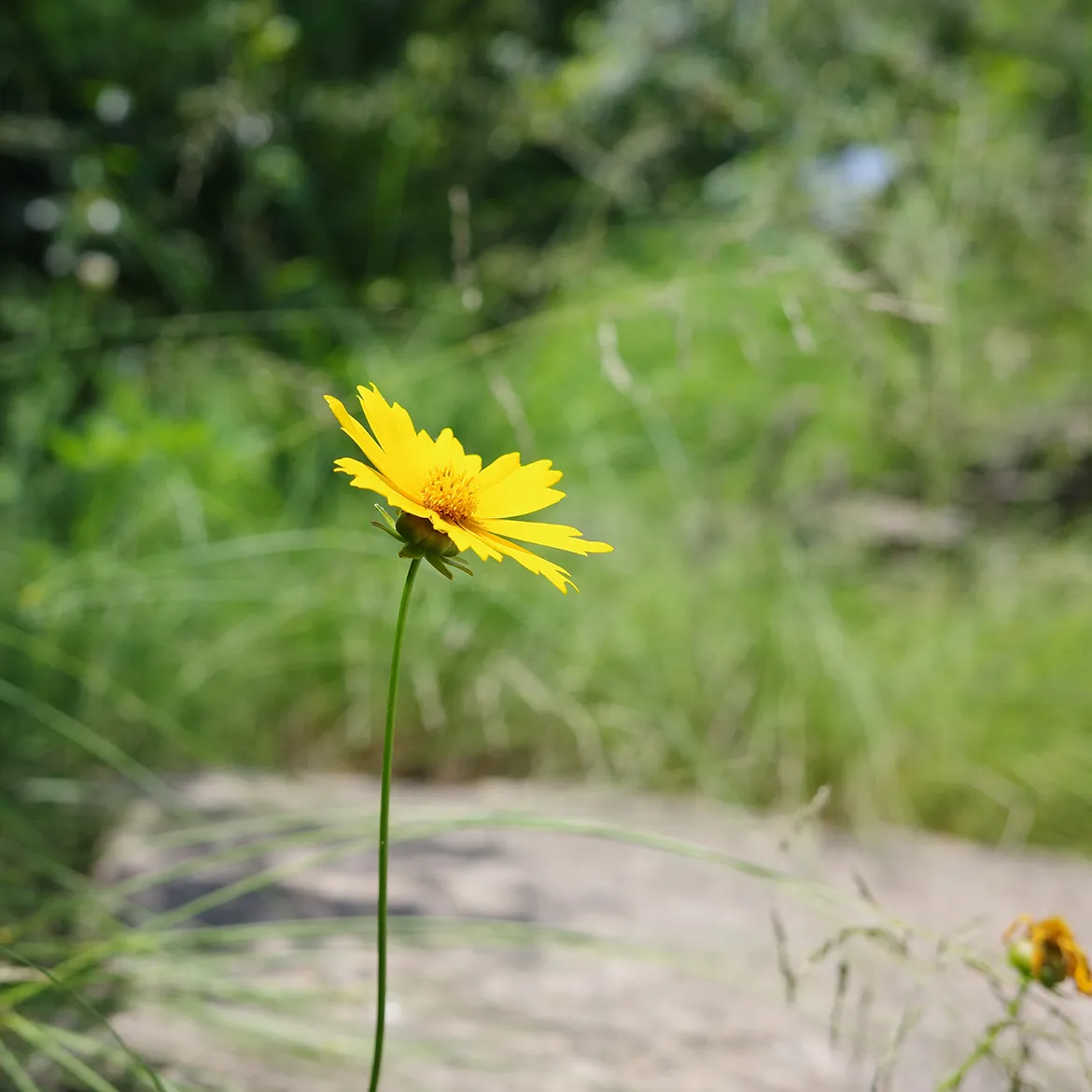 巫娜《缦学堂·丝弦》——禅意古琴专辑