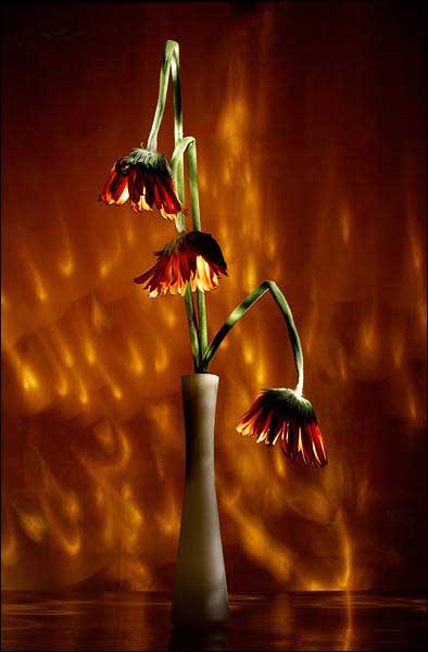 shengming (4).jpg shengming (4).jpg