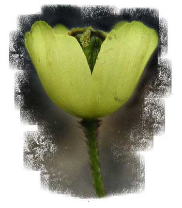 shengming (2).jpg shengming (2).jpg